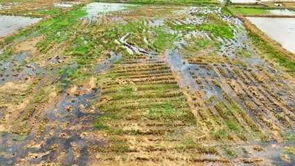 From above, the distinct furrows and water channels form a dynamic landscape, showcasing the...