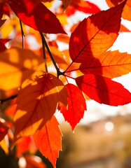 Obraz premium autumn maple leaves