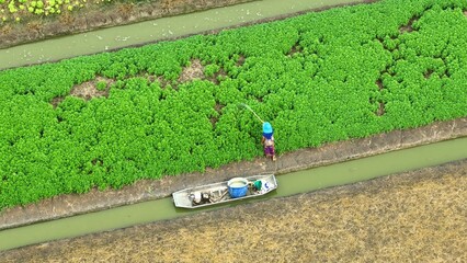 From above, the image captures the process of spraying insecticides on the vegetable crops,...