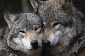 two gray wolfs are cuddling together in the dark