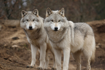 Fototapeta premium two gray wolfs standing on a dirt hill
