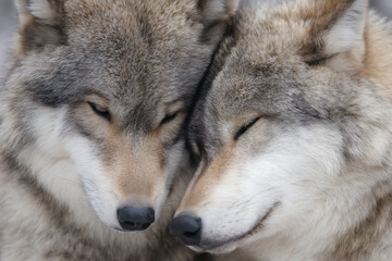 Obraz premium two gray wolfs are cuddling up together
