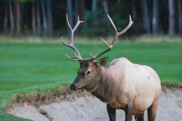 An elk in Canada
