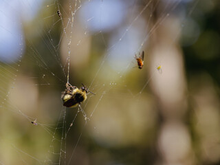 Bee Trapped in a Spiderweb in forest 
