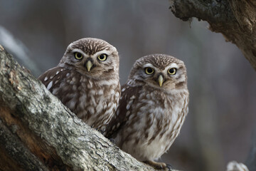 two owls are sitting on a tree branch