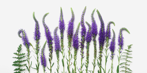 Natural blooming Purple flowers with green leaves as trend linear pattern on white background, minimal style aesthetic top view photo. Beautiful still life with wild field flower Veronica