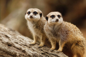Fototapeta premium two small animals sitting on a tree branch