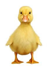 Obraz premium Isolated Baby Duckling Portrait Yellow Poultry Transparent Background
