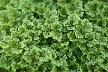 green moss background