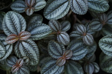 close up of puprple leaves pattern 