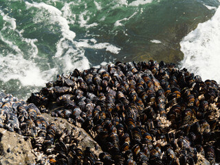 Rock covered with shellfish on the california coast