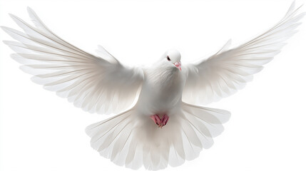 White dove in mid-flight with wings fully spread against a clean white background.
