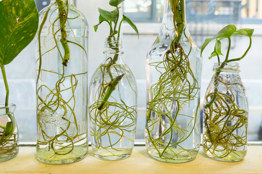 Green plants growing in clear glass bottles on a window sill.