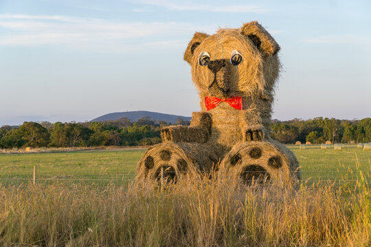 A huge teddy bear made out of hay bales in a roadside paddock