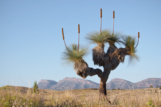 An ancient grass tree on arid land in the Flinders Ranges