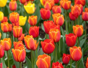 Vibrant red and orange tulips in full bloom. Perfect for spring themes, floral designs, and nature imagery.