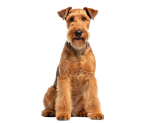 Adorable airedale terrier dog sitting studio shot isolated transparent background