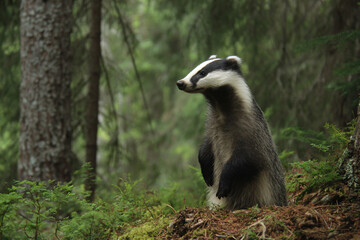 a badger is standing in the woods looking up