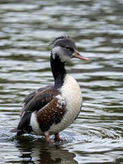 Eider duck. (Somateria mollissima).