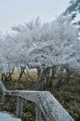 冬の景色