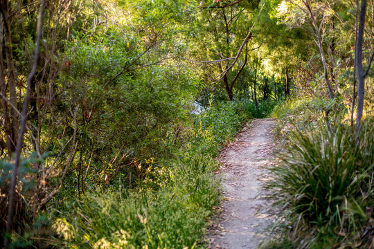 Looking along a gravel walking track in amongst an open dry eucalyptus forest