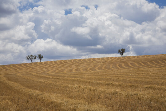 Harvested wheatfield pattern with clouds in sky and distant trees