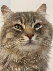 Portrait of fluffy cute cat.