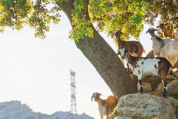 Obraz premium Group of goats standing and resting on rocks under the shade of a tree during a sunny day