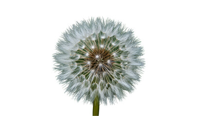 Isolated Dandelion Seed Head Macro White Flower Plant on Transparent Background