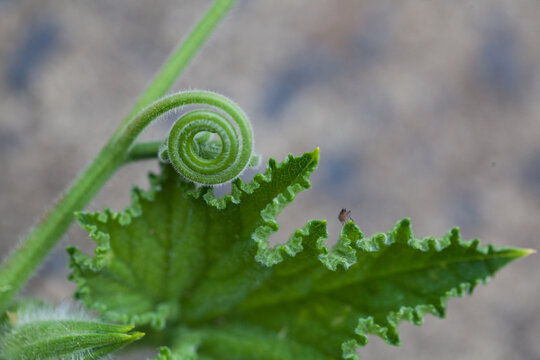 Green leaf opening in a garden
