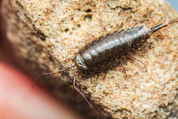 Sea roach crawling on rock in intertidal zone close-up