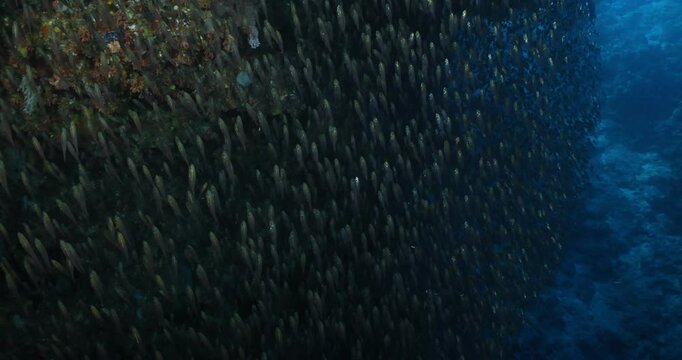 Fish Ocean life great barrier reef, australia