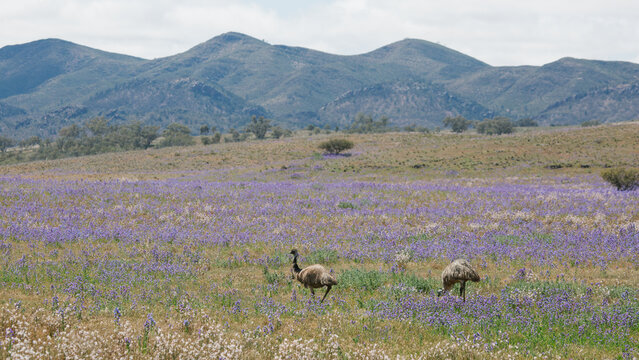 Landscape of the Flinders Ranges with wild flowers and emu