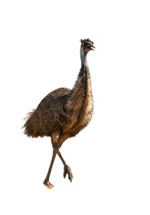 Isolated Emu Ostrich Bird Animal Australian Brown Feather Wildlife PNG