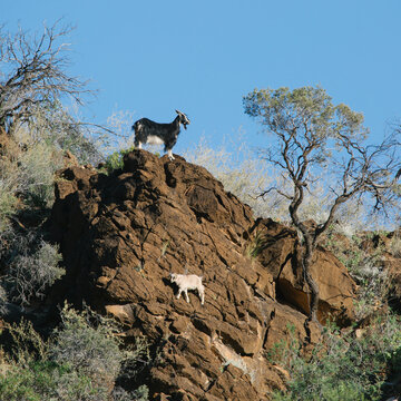 Wild goats on a rocky cliff in a national park