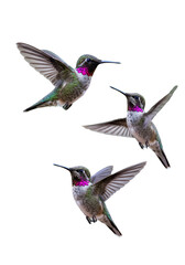 Fototapeta premium Isolated Flying Hummingbirds Feathers Wings Transparent Background PNG
