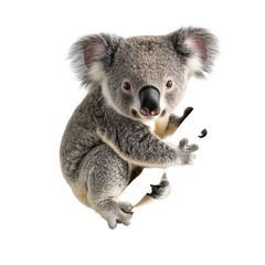Naklejka premium Koala perched on a branch against a clean white backdrop showcasing its unique features, koala on a branch isolated Transparent background