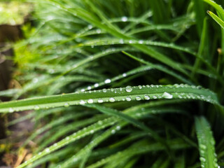 A close up of a green plant with water droplets on it