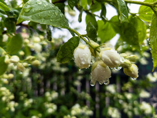 A bunch of white flowers of jasmine with drops of water on them