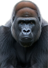 Obraz premium Isolated Gorilla Portrait Majestic Silverback Primate On Transparent Background