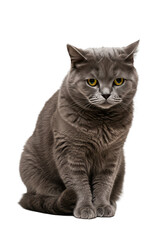 Obraz premium Isolated Gray Cat Portrait Cute Feline Pet Domestic Animal Transparent