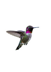 Obraz premium Isolated Hummingbird Flying Transparent Background Detailed Wildlife Animal