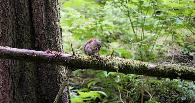 American red squirrel eating seeds of conifer cone in Sitka National Historical Park, Alaska.