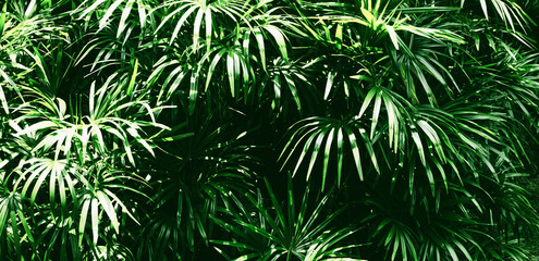 Dark tropical leaves background,jungle leaf banner for cover or wallpaper design.not ai generated