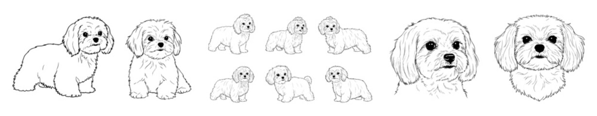 Vector outline of Maltese dog set