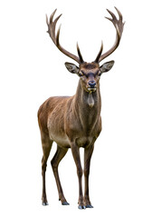 Isolated Majestic Deer With Antlers Wildlife Forest Animal PNG