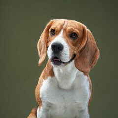A beagle sits upright on a modern white chair against a green background. The dog's relaxed yet...