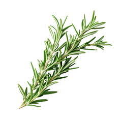 Fototapeta premium Fresh green rosemary sprig isolated on white background showcasing vibrant herbal flavor for culinary uses, Fresh green sprig rosemary isolated on a white background