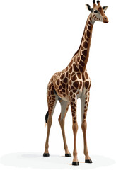 Fototapeta premium giraffe on white
