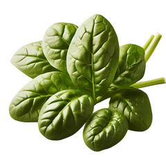 Obraz premium Green Baby spinach leaves on transparent background 2